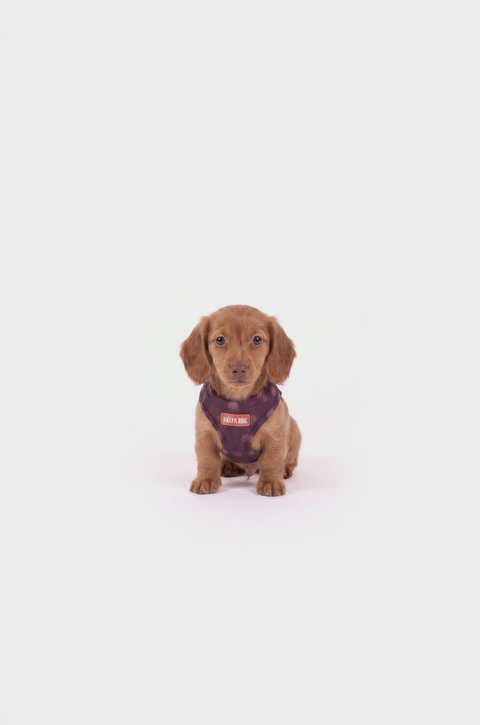 Polka Dog Harness – Lilac Edition