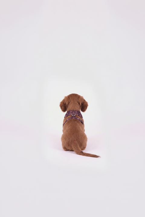 Polka Dog Harness – Lilac Edition